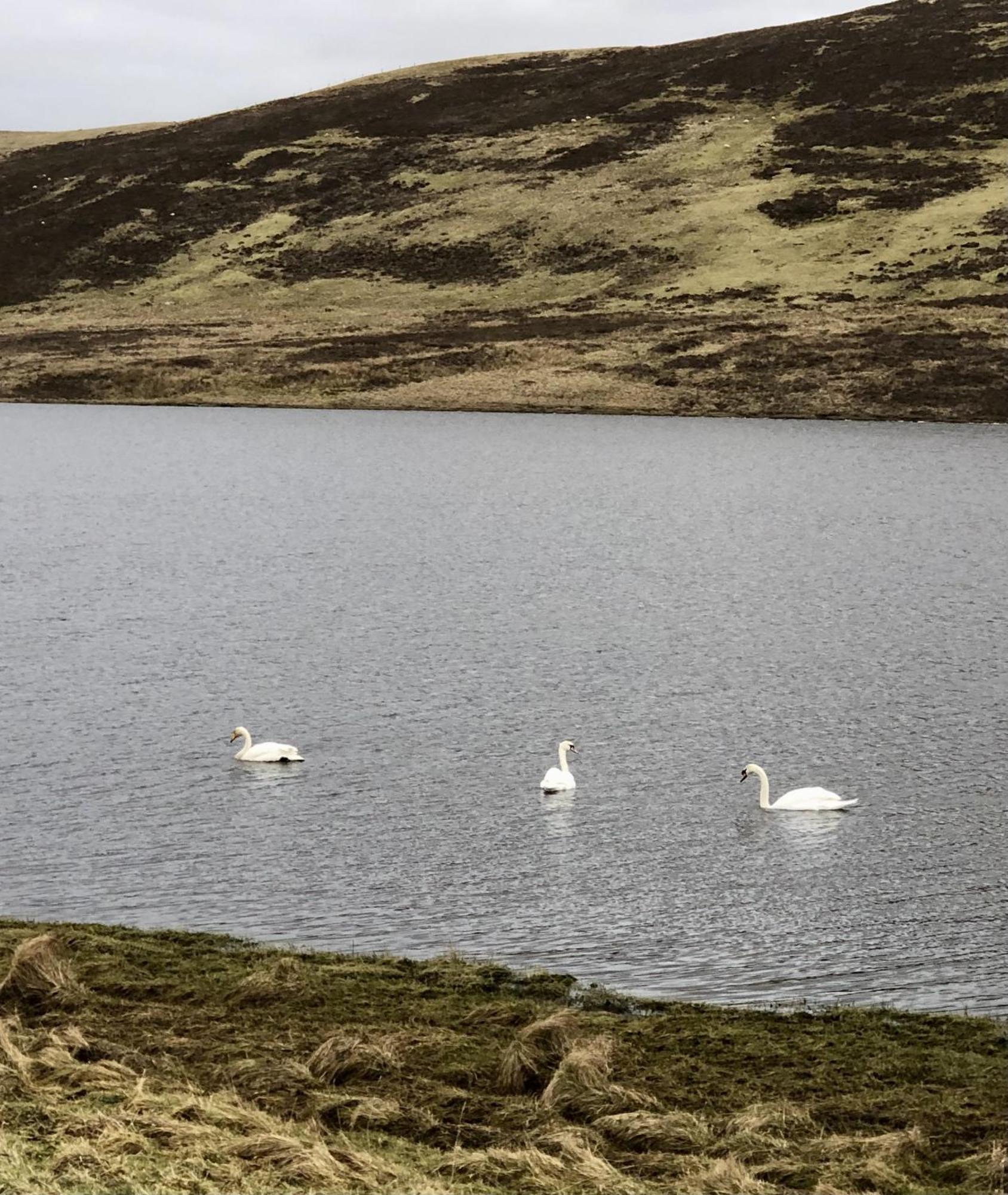 Scalloway Caravan Park Eksteriør billede